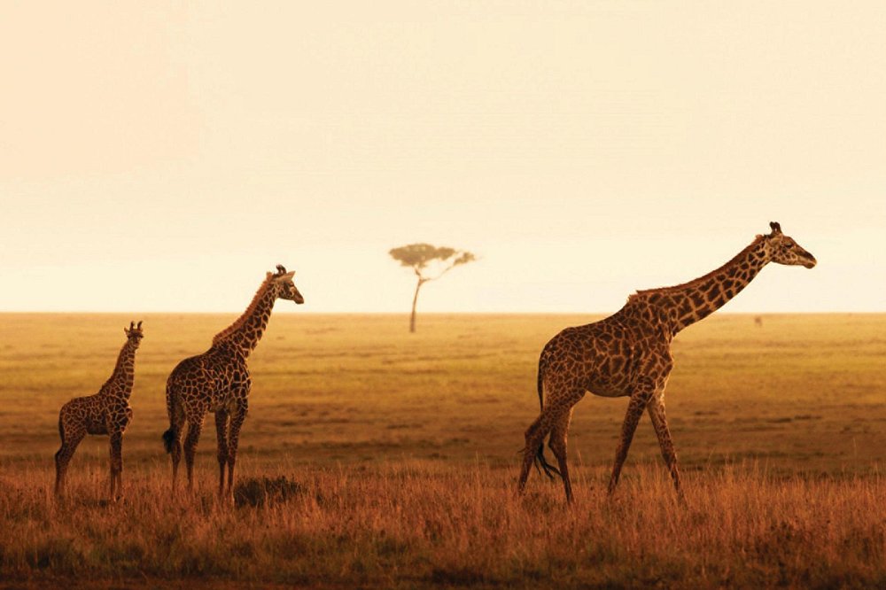 four-seasons-safari-lodge