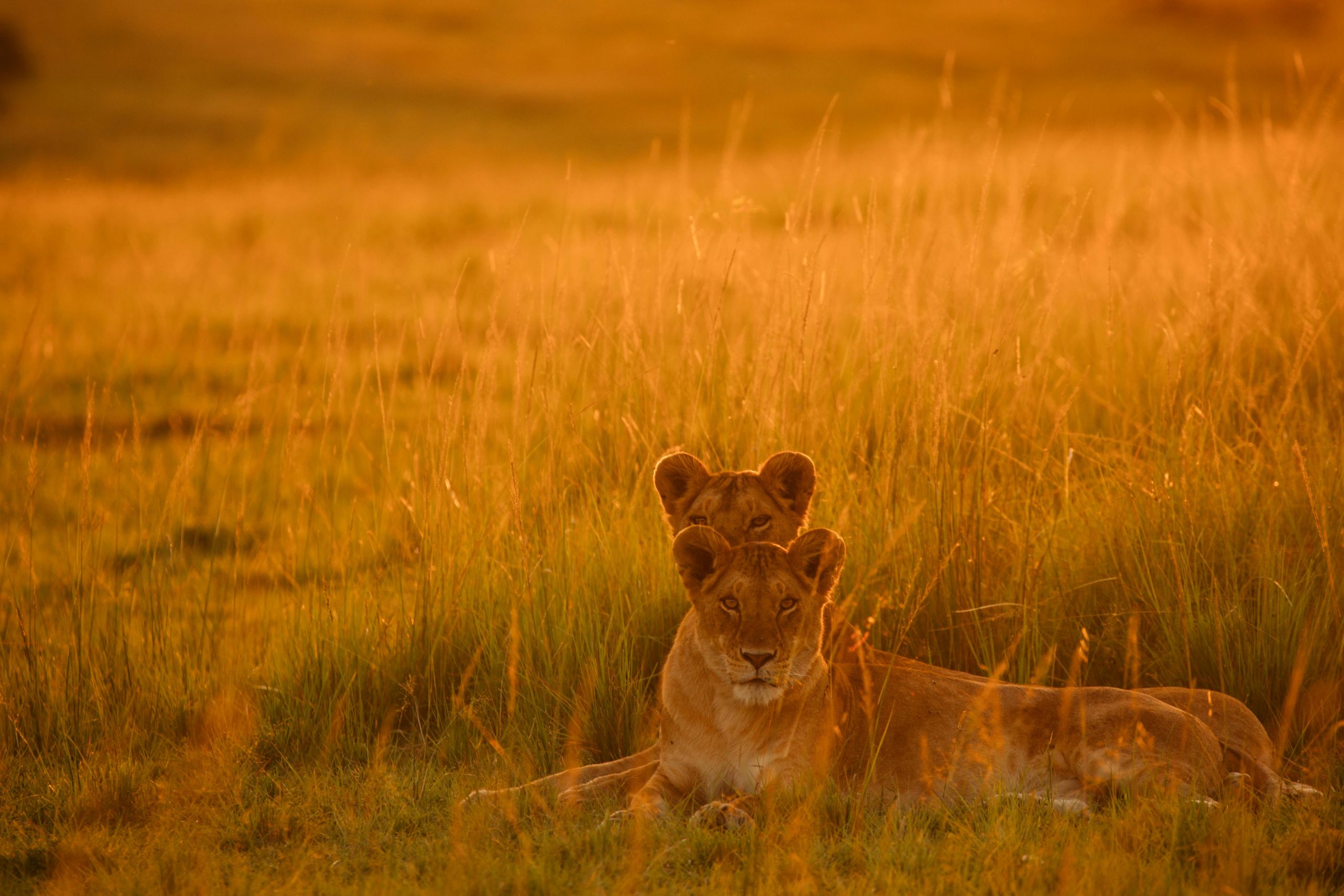 3 Days Tsavo East & Tsavo West Safari