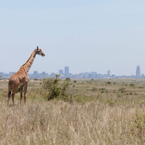 Nairobi National Park Half Day Safari