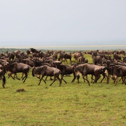 3 Days Masai Mara Safari Package