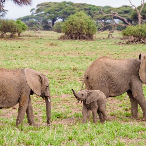 4 Days Tsavo West & Amboseli Safari