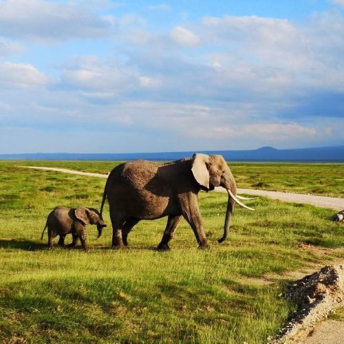 2 Days Amboseli Safari
