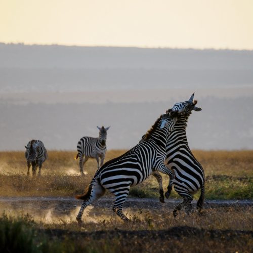 3 Days Amboseli Safari Package