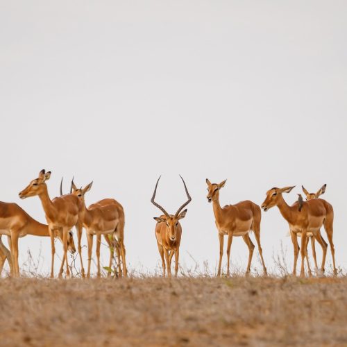 3 Days Samburu National Reserve Safari